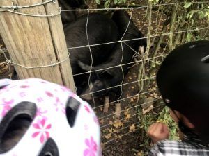 Saying hello to the pigs