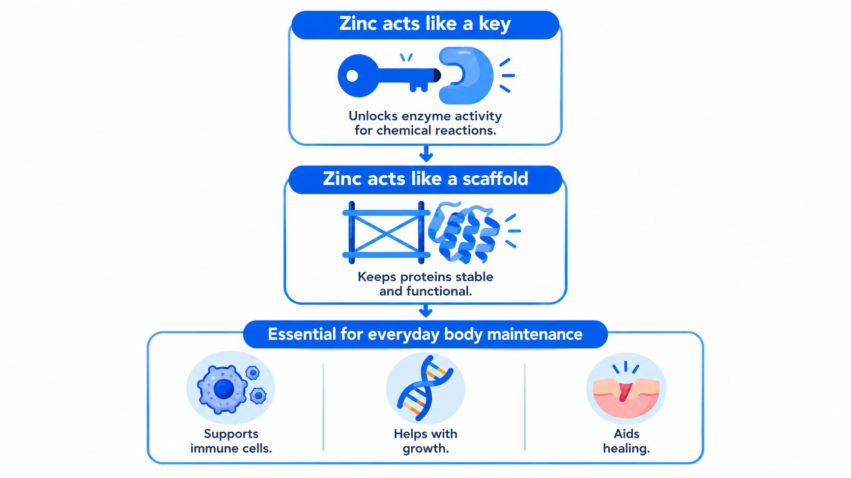 A diagram explaining how zinc acts as a key and scaffold to support essential body maintenance functions.