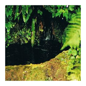 Flower Remedy Water Violet - Rock Water Bach Flower Remedy 10ml