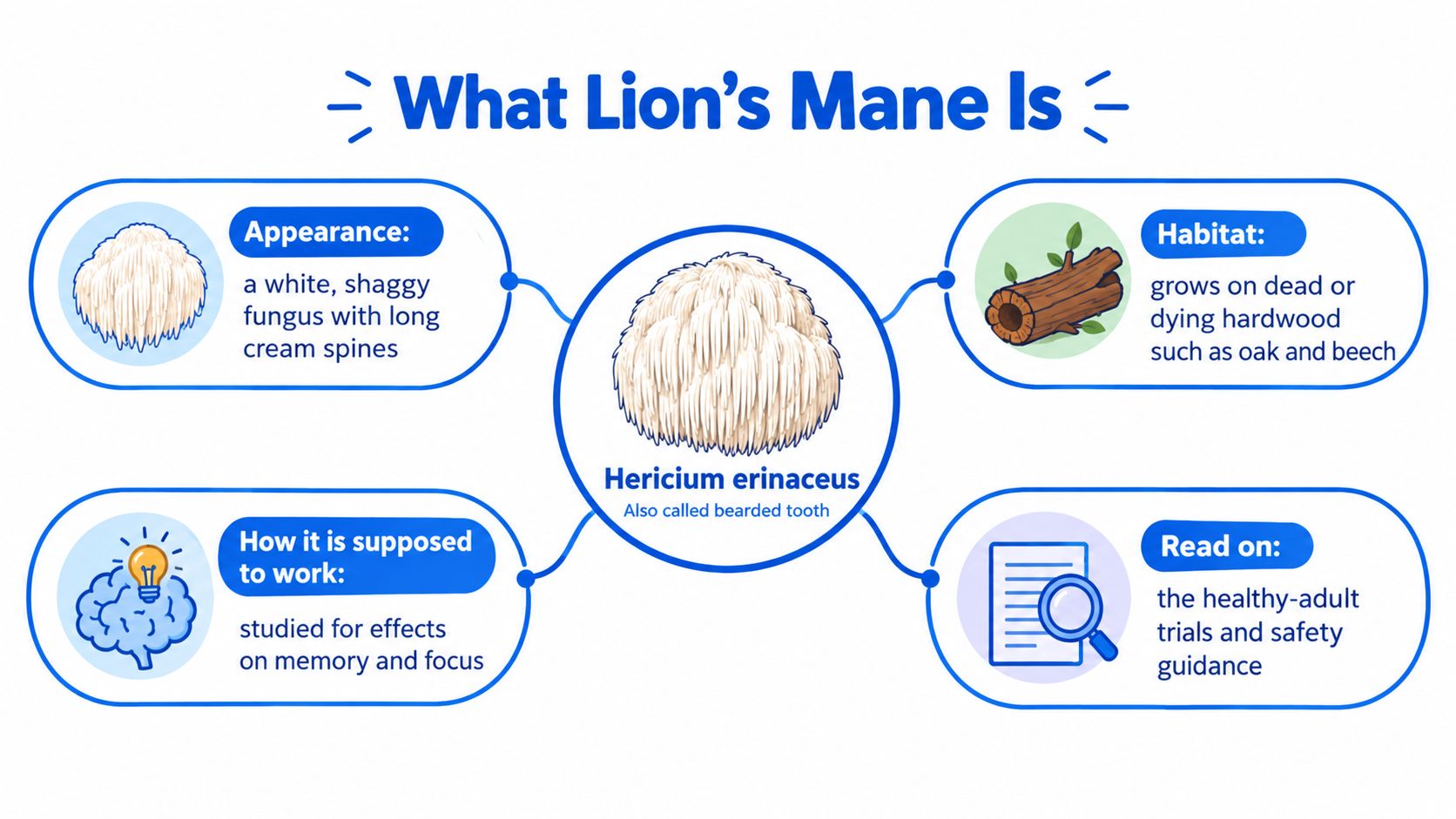 An infographic titled What Lion's Mane Is, detailing the appearance, habitat, benefits, and study information.